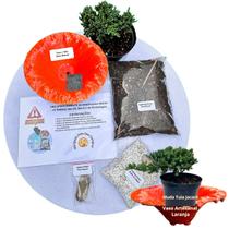 Kit Bonsai Faça Você Mesmo Com Uma Muda De Tuia Jacaré - Vaso Artesanal Laranja