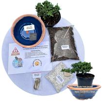 Kit Bonsai Faça Você Mesmo Com Uma Muda De Tuia Jacaré - Vaso Cerâmica Azul