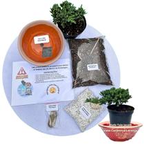 Kit Bonsai Faça Você Mesmo Com Uma Muda De Tuia Jacaré - Vaso Cerâmica Laranja