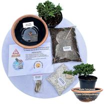 Kit Bonsai Faça Você Mesmo Com Uma Muda De Tuia Jacaré - Vaso Cerâmica Preto