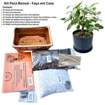 Kit Bonsai Faça Você Mesmo Com Uma Muda Pré Bonsai Amora 4 Anos - Vaso Cerâmica Laranja