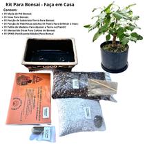 Kit Bonsai Faça Você Mesmo Com Uma Muda Pré Bonsai Amora 4 Anos - Vaso Cerâmica Preto