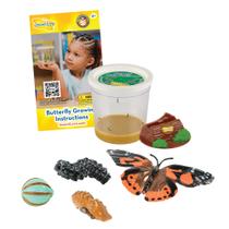 Kit Butterfly Refil Insect Lore Cup of Live Baby Caterpillars