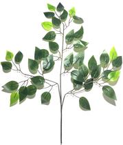 Kit c/ 12 Ficus Unidade Kit c/ 12 Ficus Unidade