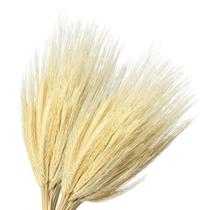 Kit C/ 2 Maços De Trigo Seco Natural Para Decoração Arranjos