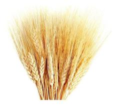 Kit C/ 2 Maços De Trigo Seco Natural Para Decoração Festas