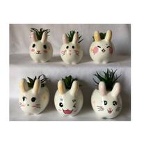 Kit C/6 Mini Vasinho Planta Artificial Suculenta Coelhinho