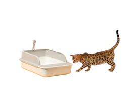 Kit Caixa de Areia Para Gatos e Pazinha Banheiro Grande GG