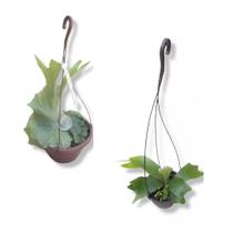 Kit Chifre De Veado Superbum + Chifre De Veado Plt Natural