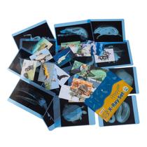 Kit científico Odoorgames Animal Rays & Picture Cards Kids