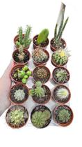 kit com 10 mini cactos variados e sortidos vaso 6 cm terrarios/lembrancinhas/enxertos