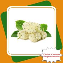 Kit com 10 Mudas de Amora Branca Morus Alba Para Sul e Sudeste