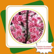 Kit com 10 Mudas de Sakura Rosa Cerejeira Flor do Japão Prunus Serrulata Para Sul e Sudeste