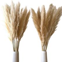 kit com 10 Plumas Natural Capim dos Pampas