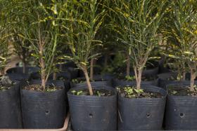 Kit com 15 Embalagem para Mudas Plantas 25L Nutriplan