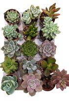 Kit com 15 mini suculentas 6cm lembrancinhas terrarios Kit com 15 mini suculentas 6cm lembrancinhas terrarios