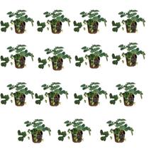 Kit Com 15 Mudas De Morango Frutas Da Sua Horta Direto Para Sua Mesa Com Manual