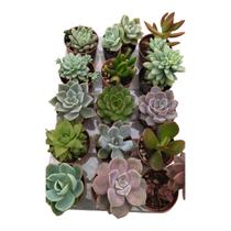 Kit com 15 suculentas pote 6 sortidas/variadas lembrancinhas Kit com 15 suculentas pote 6 sortidas/variadas lembrancinhas