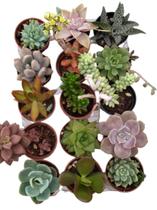 Kit com 15 suculentas pote 6 sortidas/variadas lembrancinhas