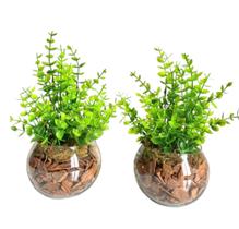 kit com 2 Arranjos com plantinhas em vaso redondo para decoração de ambientes kit com 2 Arranjos com plantinhas em vaso redondo para decoração de ambientes