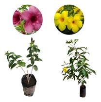 Kit Com 2 Belas Mudas De Alamanda - 1 Amarela E 1 Roxa Kit Com 2 Belas Mudas De Alamanda - 1 Amarela E 1 Roxa