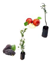 Kit Com 2 Mudas - Amora Italiana Gigante E Maça Julieta