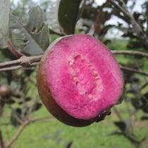 Kit Com 2 Mudas De Goiaba Roxa