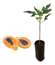 Kit Com 2 Mudas De Mamão Formosa