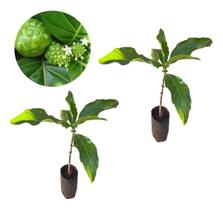 Kit Com 2 Mudas De Noni - Morinda Citrifolia