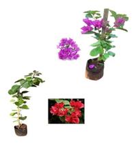 Kit Com 2 Mudas De Primavera Bougainvillea - Vermelha + Roxa