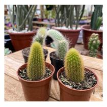 Kit Com 2 Mudas De Rabo De Macaco 2 De Rabo De Gato Plantada