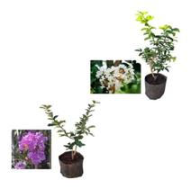 Kit Com 2 Mudas De Resedá - Branco + Roxo