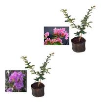 Kit Com 2 Mudas De Resedá - Roxo + Rosa