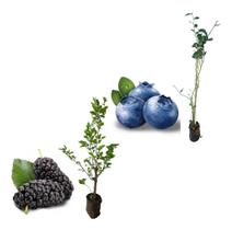 Kit Com 2 Mudas - Mirtilo Blueberry / Amora Italiana Gigante