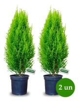 Kit com 2 un tuia holandesa limão Pinheiro de natal - Green house