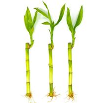 Kit com 3 Hastes de Bambu da Sorte - Pequeno e Atraente