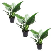 Kit Com 3 Muda Pacova Magnifica Planta Natural P/ Decoração