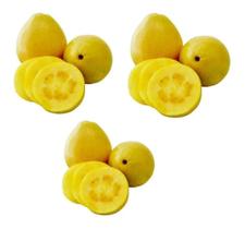 Kit Com 3 Mudas De Goiaba Amarela - Para Produzir Kit Com 3 Mudas De Goiaba Amarela - Para Produzir