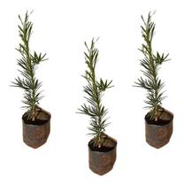 Kit Com 3 Mudas De Podocarpo - Cerca Viva