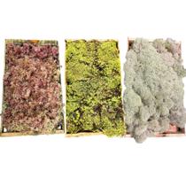 Kit Com 3 Musgos Fofão Vivo Verde Rosa Branco Para Decoração Natural Kit Com 3 Musgos Fofão Vivo Verde Rosa Branco Para Decoração Natural