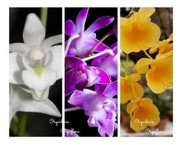 Kit Com 3 (três) Mudas Orquideas Adultas Dendrobium Especies - Orquiflora