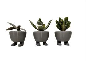 Kit Com 3 Vinhos Suculenta Pezinhos Pés Adorável Kit Com 3 Vinhos Suculenta Pezinhos Pés Adorável