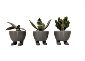 Kit Com 3 Vinhos Suculenta Pezinhos Pés Adorável Kit Com 3 Vinhos Suculenta Pezinhos Pés Adorável