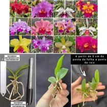 Kit com 30 mudas de orquídeas sem repetilção Para Replantar - orquídea