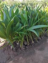 Kit Com 4 Mudas De Coco Anão - amk