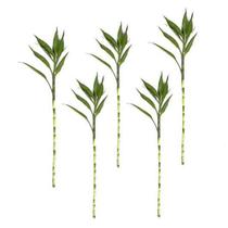 Kit com 5 Hastes de Bambu da Sorte (Grande) - Atraia Energia Positiva