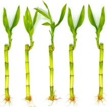 Kit com 5 Hastes de Bambu da Sorte - Pequeno