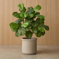 Kit com 5 Mini Árvores Artificiais Ficus Lyrata Silicone Toque Real 85cm Decoração Premium Realista 100 Folhas Kit com 5 Mini Árvores Artificiais Ficus Lyrata Silicone Toque Real 85cm Decoração Premium Realista 100 Folhas