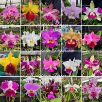 Kit com 5 mudas de Cattleya cores lindas em vaso - orquídea