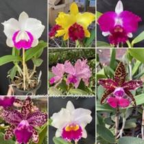 Kit Com 5 Mudas De Orquídea Cattleya Cores Lindas